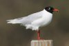 Mediterranean Gull at Shoebury East Beach (Steve Arlow) (26094 bytes)